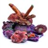 Aquadomes Heavy Coral Frag Plugs Mounts Reefsmart 10pk Aragonite-1