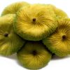 Green Coral Fake Plant 3"x1" BuleVina Aquarium Ornament-0