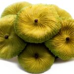 Green Coral Fake Plant 3"x1" BuleVina Aquarium Ornament-0