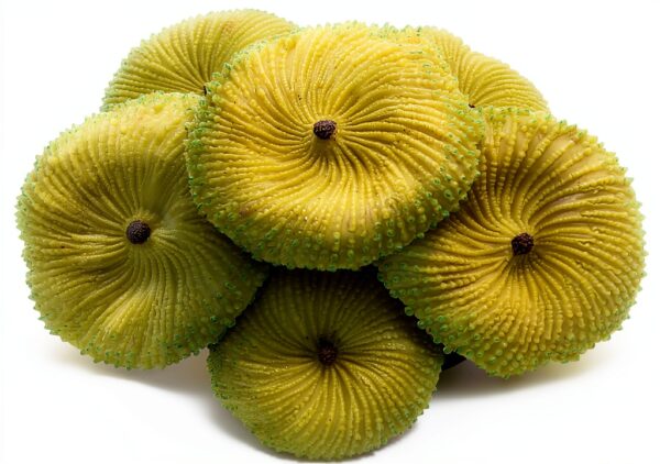 Green Coral Fake Plant 3"x1" BuleVina Aquarium Ornament-0