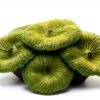 Green Coral Fake Plant 3"x1" BuleVina Aquarium Ornament-1